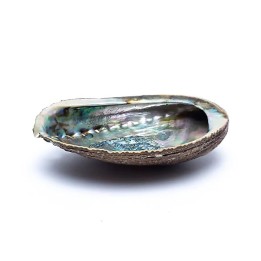 Green Abalone smudge shell Haliotis Fulgens ±12-16cm