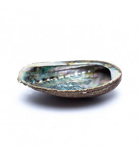 Green Abalone smudge shell Haliotis Fulgens ±12-16cm