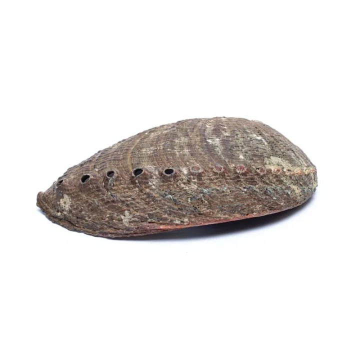 Green Abalone smudge shell Haliotis Fulgens ±12-16cm