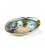 Rainbow Abalone (Paua) Haliotis Iris 12.5 - 15.5 cm