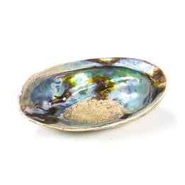Rainbow Abalone (Paua) Haliotis Iris 12.5 - 15.5 cm