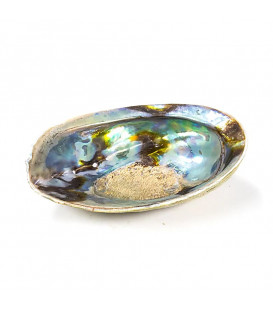 Rainbow Abalone (Paua) Haliotis Iris 12.5 - 15.5 cm