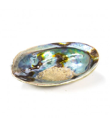 Rainbow Abalone (Paua) Haliotis Iris 12.5 - 15.5 cm