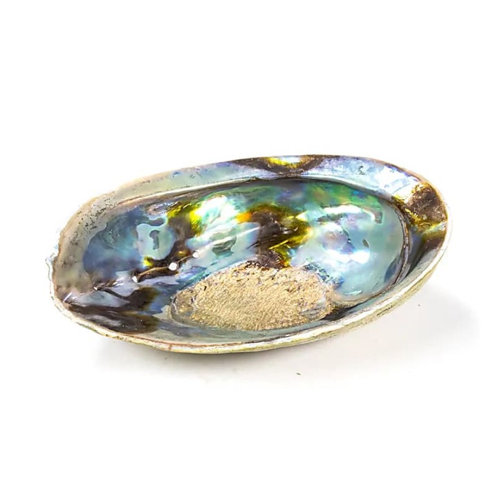 Rainbow Abalone (Paua) Haliotis Iris 12.5 - 15.5 cm