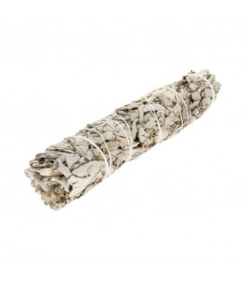 Large California White Sage (Salvia Apiana)