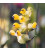 Esencja karmiczna Yellow Rattle, Przygnębienie i rozpacz, 10 ml, Crystal Herbs