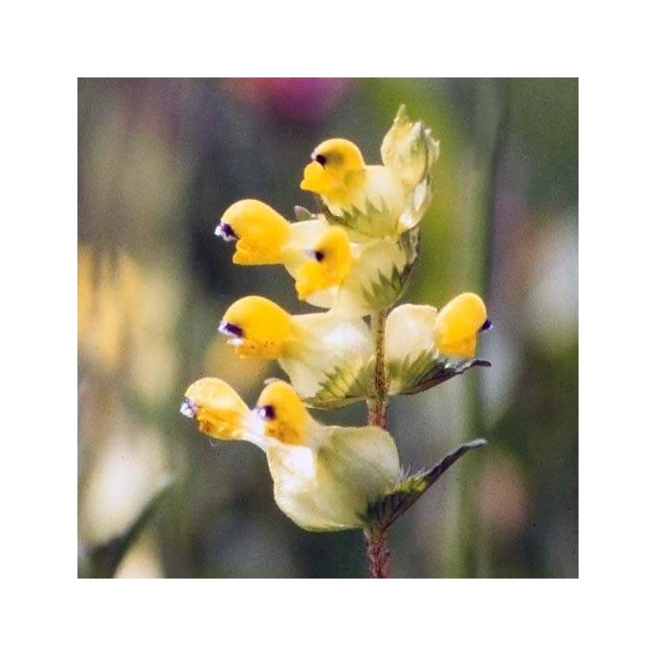 Esencja karmiczna Yellow Rattle, Przygnębienie i rozpacz, 10 ml, Crystal Herbs